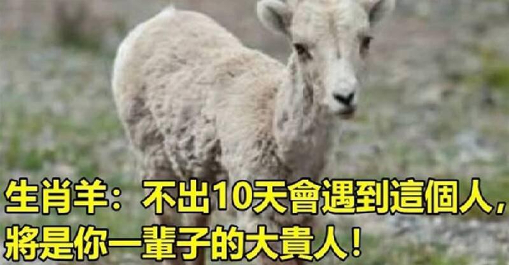 生肖屬羊：不出10天會遇到這個人，將是你一輩子的大貴人