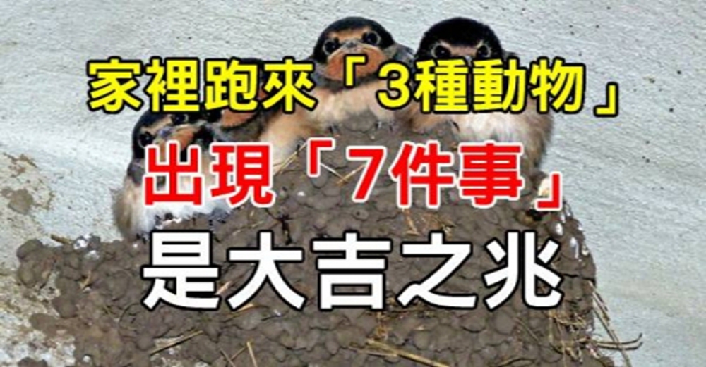 家裡跑來「3種動物」、出現「7件事」，別急著把動物趕出去，都是大吉之兆！